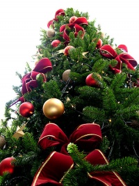 Christmas tree sxc hu.jpg